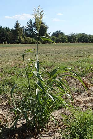 Sorghum bicolor agg. \ Mohrenhirse, Zucker-Hirse / Great Millet, D Schifferstadt 12.8.2022