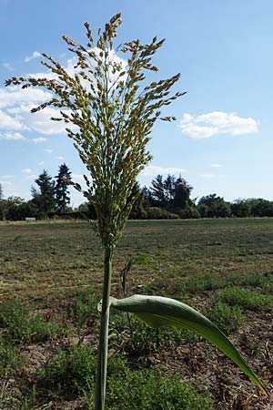 Sorghum bicolor agg. \ Mohrenhirse, Zucker-Hirse / Great Millet, D Schifferstadt 12.8.2022