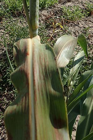 Sorghum bicolor agg. \ Mohrenhirse, Zucker-Hirse / Great Millet, D Schifferstadt 12.8.2022