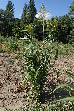 Sorghum bicolor agg. \ Mohrenhirse, Zucker-Hirse / Great Millet, D Schifferstadt 12.8.2022
