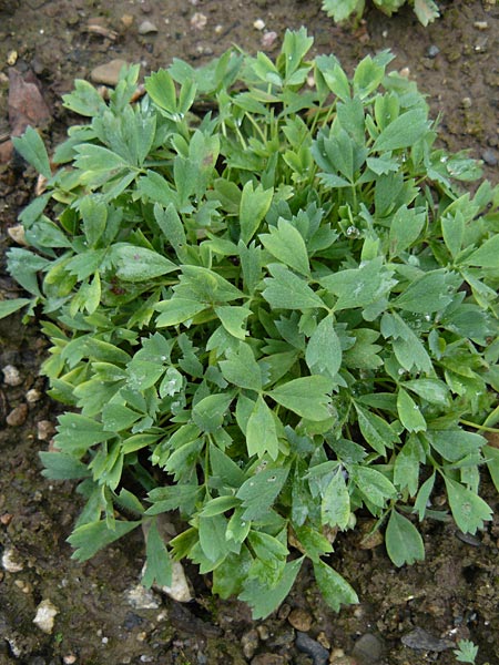 Sibbaldia procumbens \ Alpen-Gelbling / Creeping Sibbaldia, D Botan. Gar.  Universit.  Mainz 13.9.2008