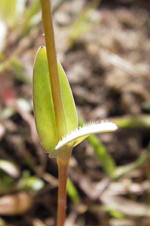 Holosteum umbellatum \ Spurre / Jagged Chickweed, D Mannheim 13.4.2013