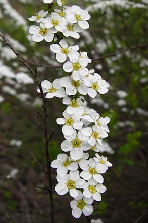 Spiraea x vanhouttei \ Pracht-Spierstrauch / Meadowsweet, D Langg&ouml;ns 25.4.2015
