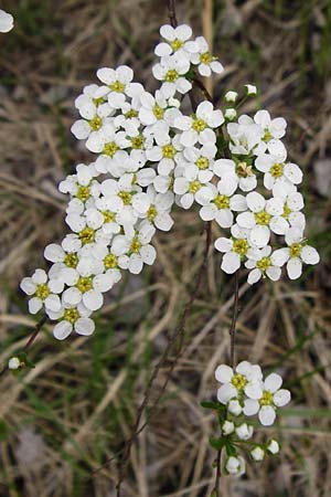 Spiraea x vanhouttei \ Pracht-Spierstrauch / Meadowsweet, D Langg&ouml;ns 25.4.2015
