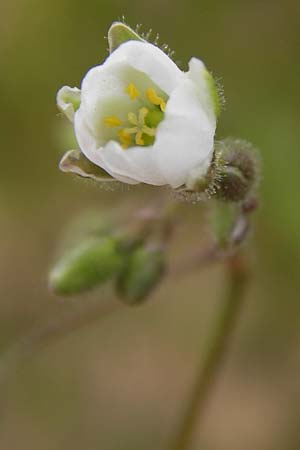Spergula arvensis \ Acker-Sp�rgel / Corn Spurrey, D Gro&szlig;heubach-Rosshof 16.7.2016