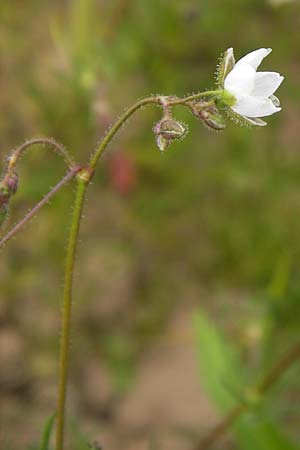 Spergula arvensis \ Acker-Sp�rgel / Corn Spurrey, D Gro&szlig;heubach-Rosshof 16.7.2016