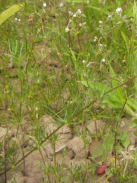 Spergula arvensis \ Acker-Sp�rgel / Corn Spurrey, D Gro&szlig;heubach-Rosshof 16.7.2016