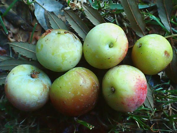 Sorbus domestica \ Speierling / Service Tree, D Mannheim 5.10.2015