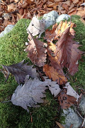 Sorbus pulchra \ Sch�ne Mehlbeere / Goessweinstein Whitebeam, D Franken/Franconia G&ouml;&szlig;weinstein 4.11.2015