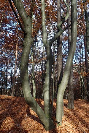 Sorbus pulchra \ Sch�ne Mehlbeere / Goessweinstein Whitebeam, D Franken/Franconia G&ouml;&szlig;weinstein 4.11.2015