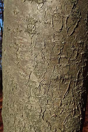 Sorbus pulchra \ Sch�ne Mehlbeere / Goessweinstein Whitebeam, D Franken/Franconia G&ouml;&szlig;weinstein 4.11.2015