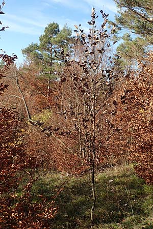 Sorbus pulchra \ Sch�ne Mehlbeere / Goessweinstein Whitebeam, D Franken/Franconia G&ouml;&szlig;weinstein 4.11.2015