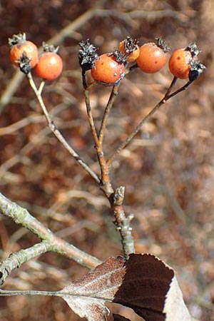 Sorbus pulchra \ Sch�ne Mehlbeere / Goessweinstein Whitebeam, D Franken/Franconia G&ouml;&szlig;weinstein 4.11.2015