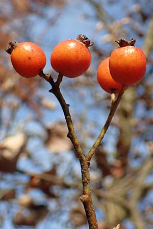 Sorbus pulchra \ Sch�ne Mehlbeere / Goessweinstein Whitebeam, D Franken/Franconia G&ouml;&szlig;weinstein 4.11.2015