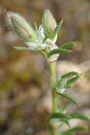 Spergularia rubra \ Rote Schuppenmiere, Roter Sp�rkling, D Schriesheim 14.5.2016
