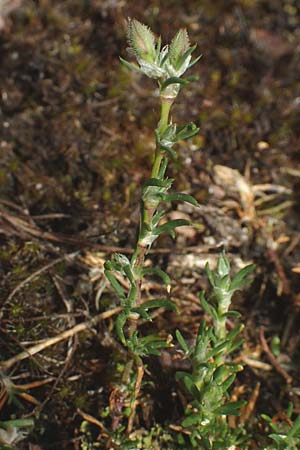 Spergularia rubra \ Rote Schuppenmiere, Roter Sp�rkling, D Schriesheim 14.5.2016