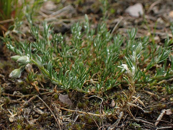 Spergularia rubra \ Rote Schuppenmiere, Roter Sp�rkling, D Schriesheim 14.5.2016