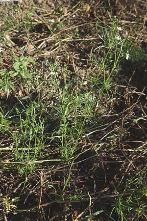 Spergula arvensis \ Acker-Sp�rgel / Corn Spurrey, D Odenwald, Hammelbach 27.8.2016