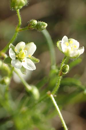 Spergula arvensis \ Acker-Sp�rgel / Corn Spurrey, D Odenwald, Hammelbach 27.8.2016