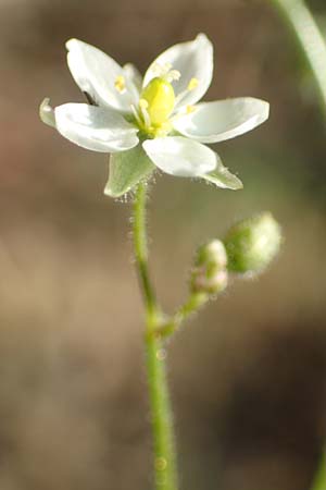 Spergula arvensis \ Acker-Sp�rgel / Corn Spurrey, D Odenwald, Hammelbach 27.8.2016