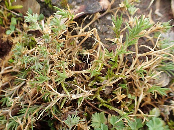 Scleranthus polycarpos \ Triften-Kn�uelkraut / German Knotweed, D St. Leon - Rot 23.3.2018