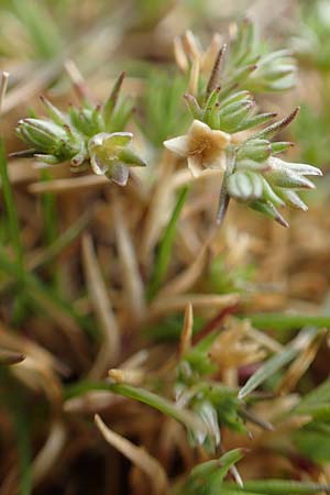 Scleranthus polycarpos \ Triften-Kn�uelkraut / German Knotweed, D St. Leon - Rot 23.3.2018