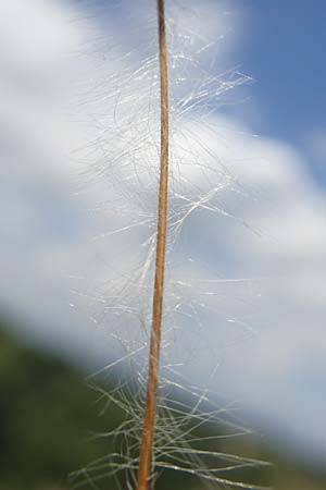 Stipa pulcherrima \ Gro�es Federgras, Gelbscheidiges Federgras / Golden Feather-Grass, D Kaiserstuhl,  Burkheim 19.6.2008