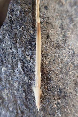 Stipa pulcherrima \ Gro�es Federgras, Gelbscheidiges Federgras / Golden Feather-Grass, D Kaiserstuhl,  Burkheim 19.6.2008