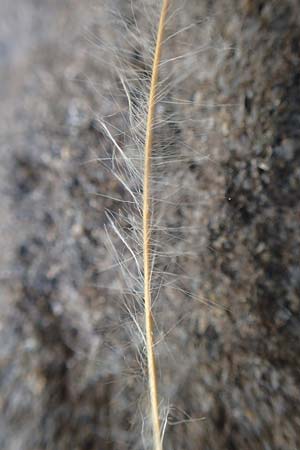 Stipa pulcherrima \ Gro�es Federgras, Gelbscheidiges Federgras / Golden Feather-Grass, D Kaiserstuhl,  Burkheim 19.6.2008
