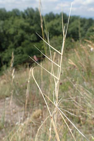 Stipa pulcherrima \ Gro�es Federgras, Gelbscheidiges Federgras / Golden Feather-Grass, D Kaiserstuhl,  Burkheim 19.6.2008