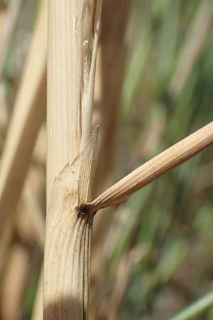 Stipa pulcherrima \ Gro�es Federgras, Gelbscheidiges Federgras / Golden Feather-Grass, D Kaiserstuhl,  Burkheim 19.6.2008