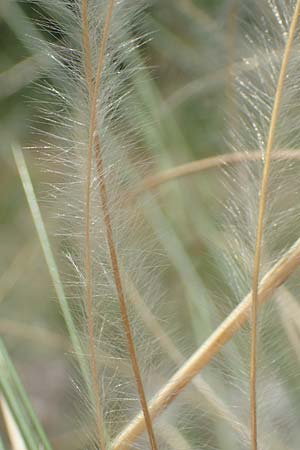 Stipa pulcherrima \ Gro�es Federgras, Gelbscheidiges Federgras / Golden Feather-Grass, D Kaiserstuhl,  Burkheim 19.6.2008