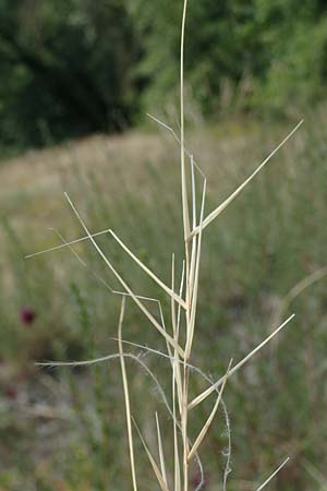 Stipa pulcherrima \ Gro�es Federgras, Gelbscheidiges Federgras / Golden Feather-Grass, D Kaiserstuhl,  Burkheim 19.6.2008