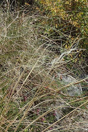 Stipa pulcherrima \ Gro�es Federgras, Gelbscheidiges Federgras / Golden Feather-Grass, D Kaiserstuhl,  Burkheim 19.6.2008