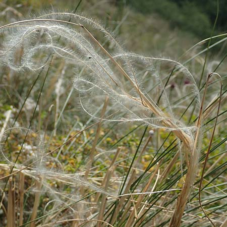 Stipa pulcherrima \ Gro�es Federgras, Gelbscheidiges Federgras / Golden Feather-Grass, D Kaiserstuhl,  Burkheim 19.6.2008
