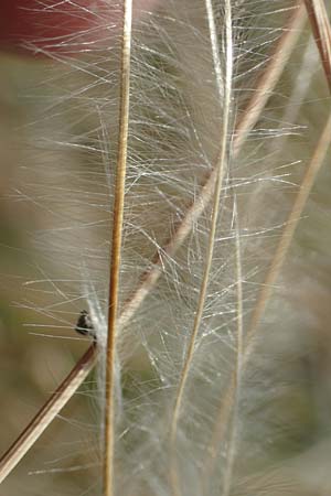 Stipa pulcherrima \ Gro�es Federgras, Gelbscheidiges Federgras / Golden Feather-Grass, D Kaiserstuhl,  Burkheim 19.6.2008
