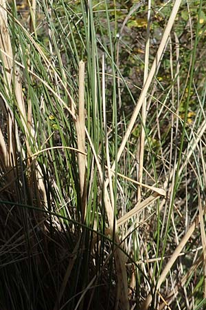 Stipa pulcherrima \ Gro�es Federgras, Gelbscheidiges Federgras / Golden Feather-Grass, D Kaiserstuhl,  Burkheim 19.6.2008