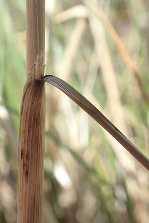 Stipa pulcherrima \ Gro�es Federgras, Gelbscheidiges Federgras / Golden Feather-Grass, D Kaiserstuhl,  Burkheim 19.6.2008