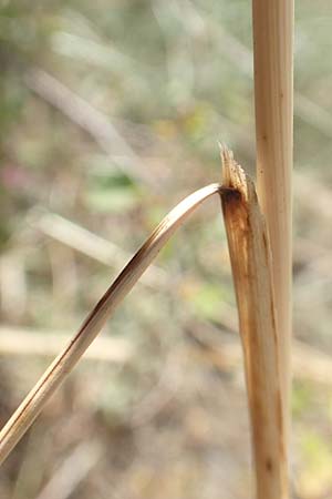Stipa pulcherrima \ Gro�es Federgras, Gelbscheidiges Federgras / Golden Feather-Grass, D Kaiserstuhl,  Burkheim 19.6.2008