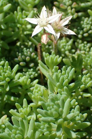 Sedum pallidum, Bleiche Fetthenne