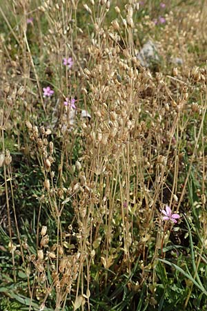 Holosteum umbellatum \ Spurre / Jagged Chickweed, D Hockenheim 16.4.2019