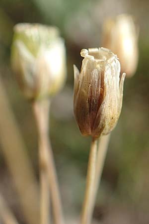 Holosteum umbellatum \ Spurre / Jagged Chickweed, D Hockenheim 16.4.2019