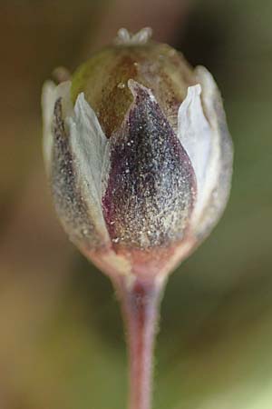 Spergula pentandra \ F�nfm�nniger Sp�rgel / Five-Stamen Spurrey, D Wagh&auml;usel-Wiesental 15.4.2020
