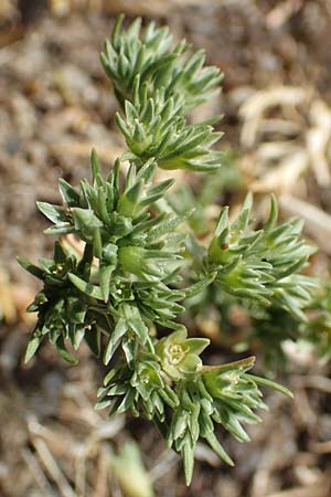 Scleranthus polycarpos, Triften-Kn�uelkraut