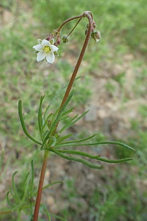 Spergula arvensis, Corn Spurrey