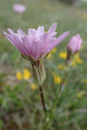 Scorzonera purpurea \ Purpur-Schwarzwurzel / Purple Viper's Grass, D Neuleiningen 15.5.2021