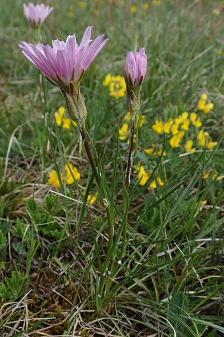 Scorzonera purpurea \ Purpur-Schwarzwurzel / Purple Viper's Grass, D Neuleiningen 15.5.2021