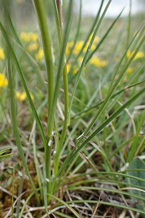 Scorzonera purpurea \ Purpur-Schwarzwurzel / Purple Viper's Grass, D Neuleiningen 15.5.2021