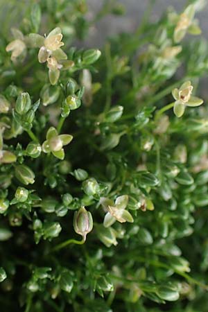 Sagina procumbens \ Niederliegendes Mastkraut / Procumbent Pearlwort, D Mannheim 15.5.2021