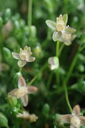 Sagina procumbens \ Niederliegendes Mastkraut / Procumbent Pearlwort, D Mannheim 15.5.2021